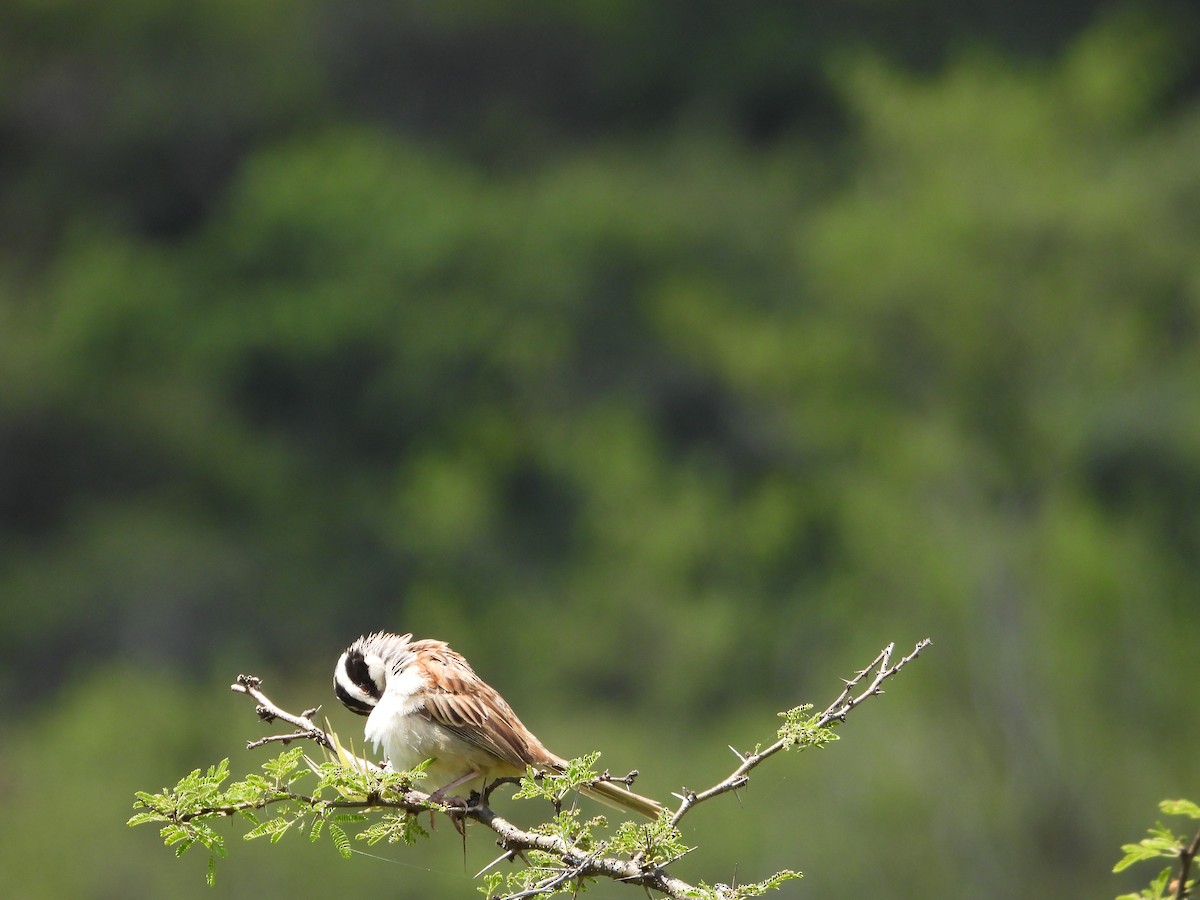 Stripe-headed Sparrow - ML641934310