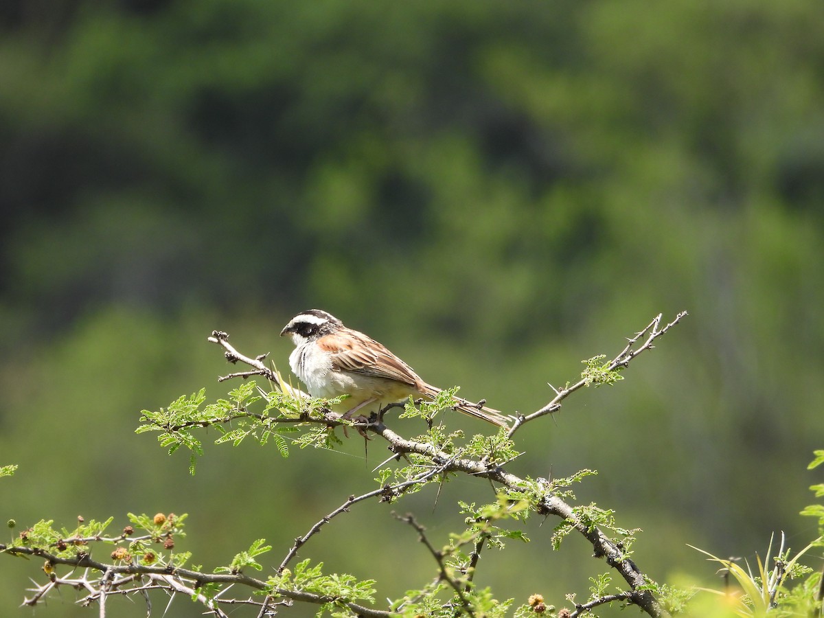 Stripe-headed Sparrow - ML641934311