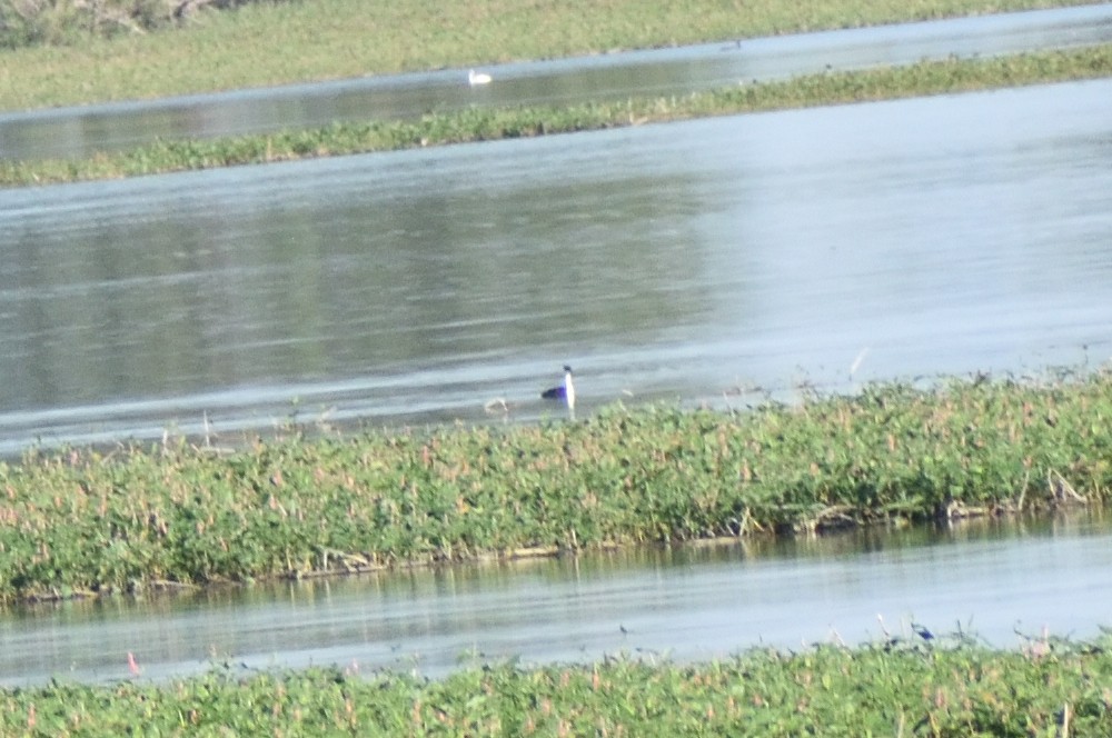 Western Grebe - ML641934320