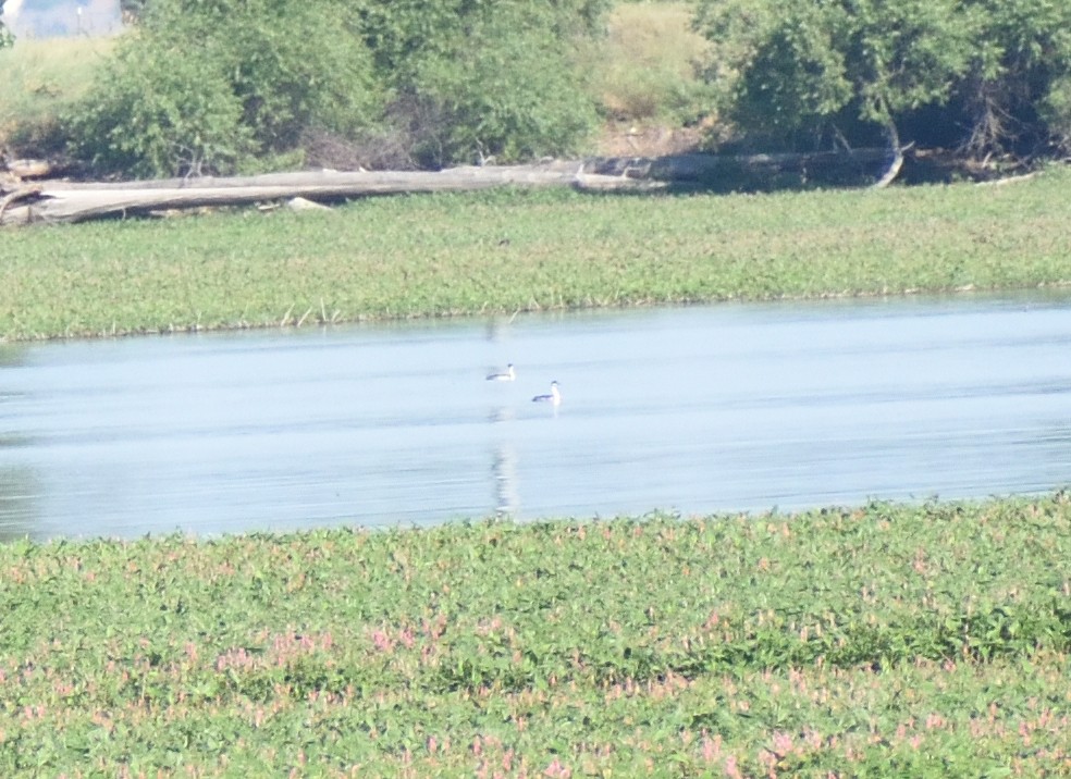 Western Grebe - ML641934321