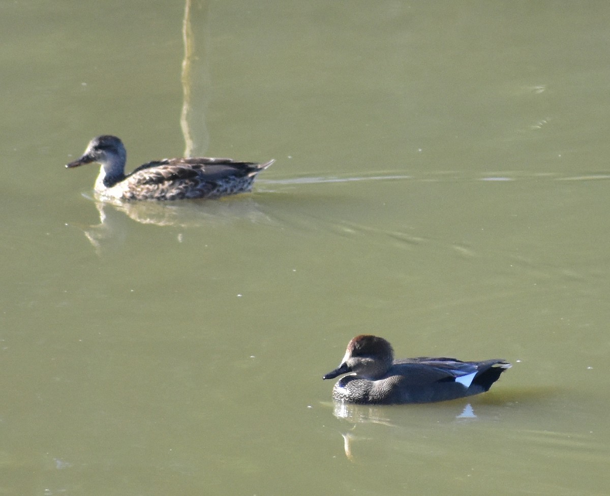 Gadwall - ML641934325