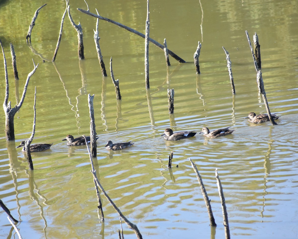 Gadwall - ML641934331