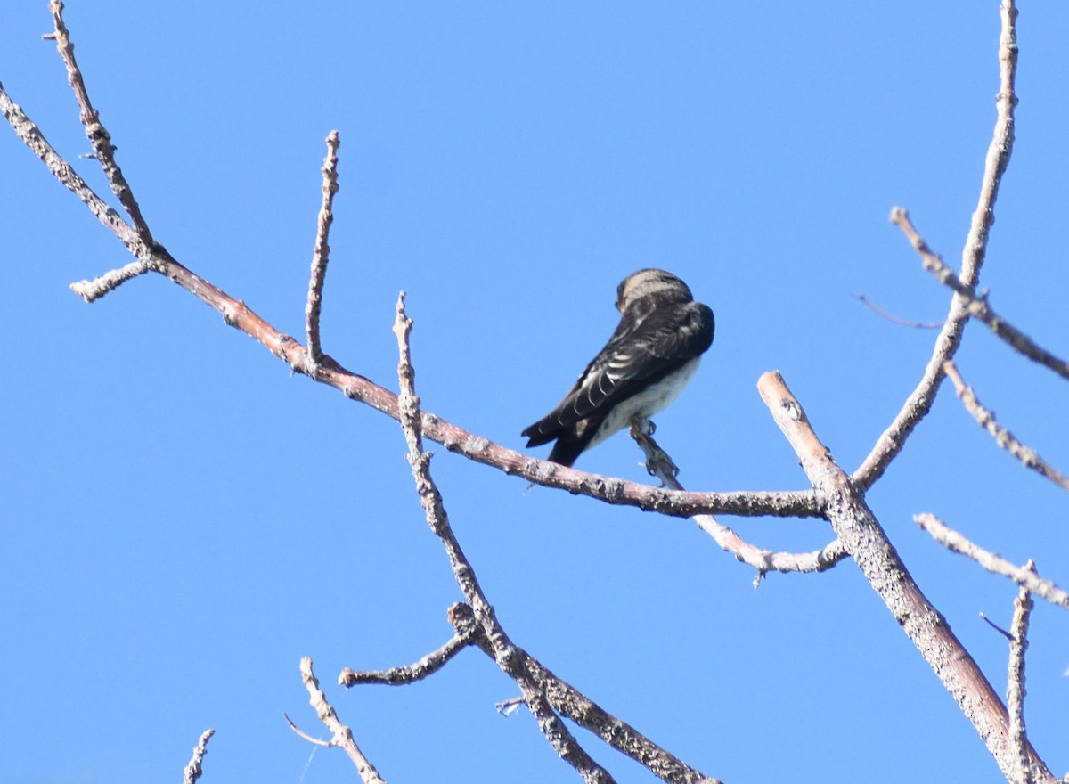 Cliff Swallow - ML641934336