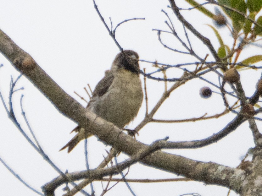 Hooded Siskin - ML641934337