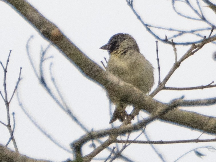 Hooded Siskin - ML641934338