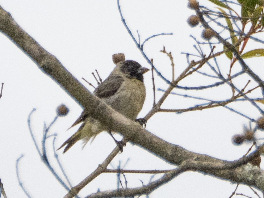 Hooded Siskin - ML641934339