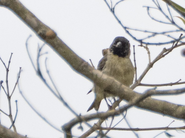 Hooded Siskin - ML641934340