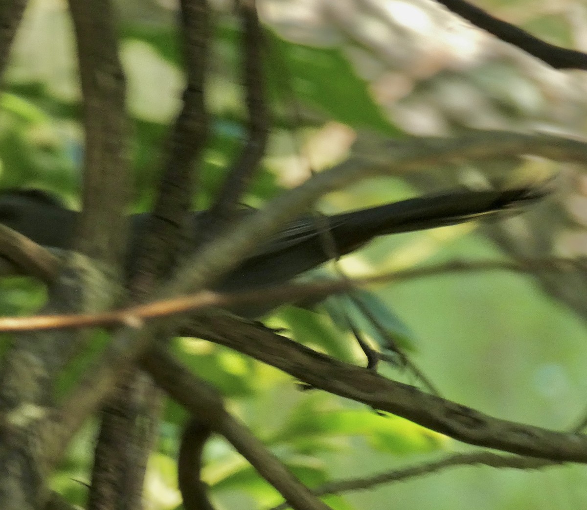 Gray Catbird - ML641934345