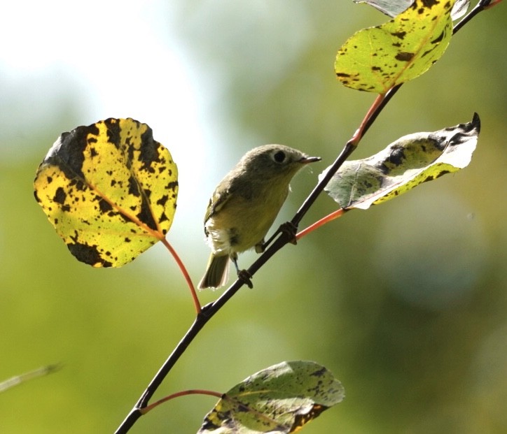 Ruby-crowned Kinglet - ML641934352