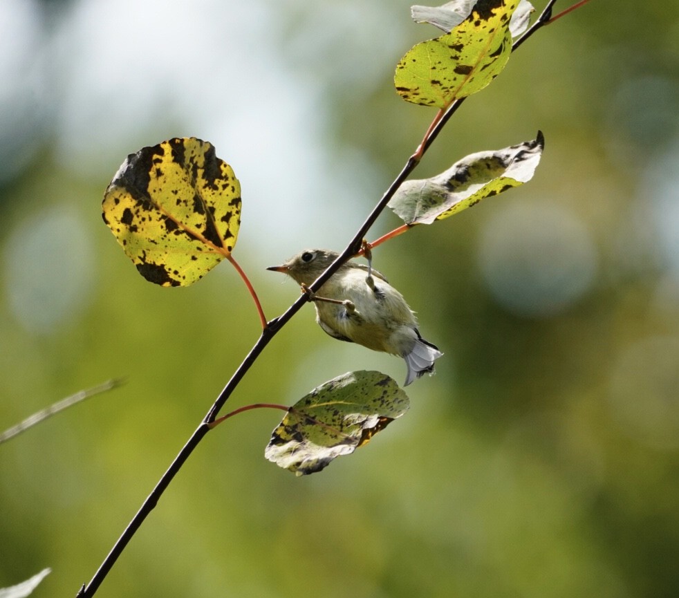Ruby-crowned Kinglet - ML641934353