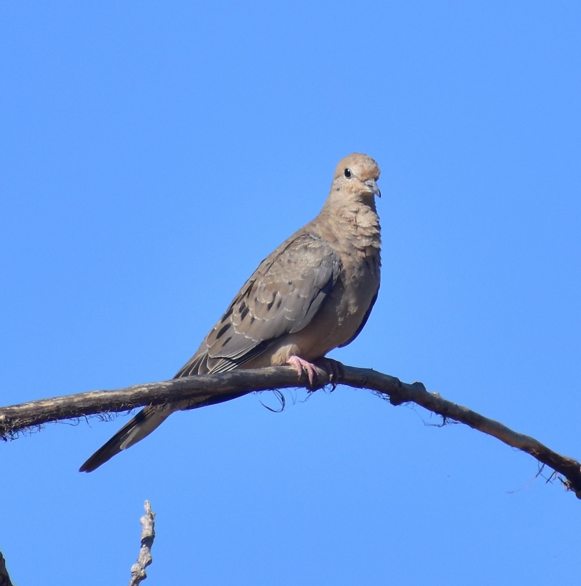 Mourning Dove - ML641934361