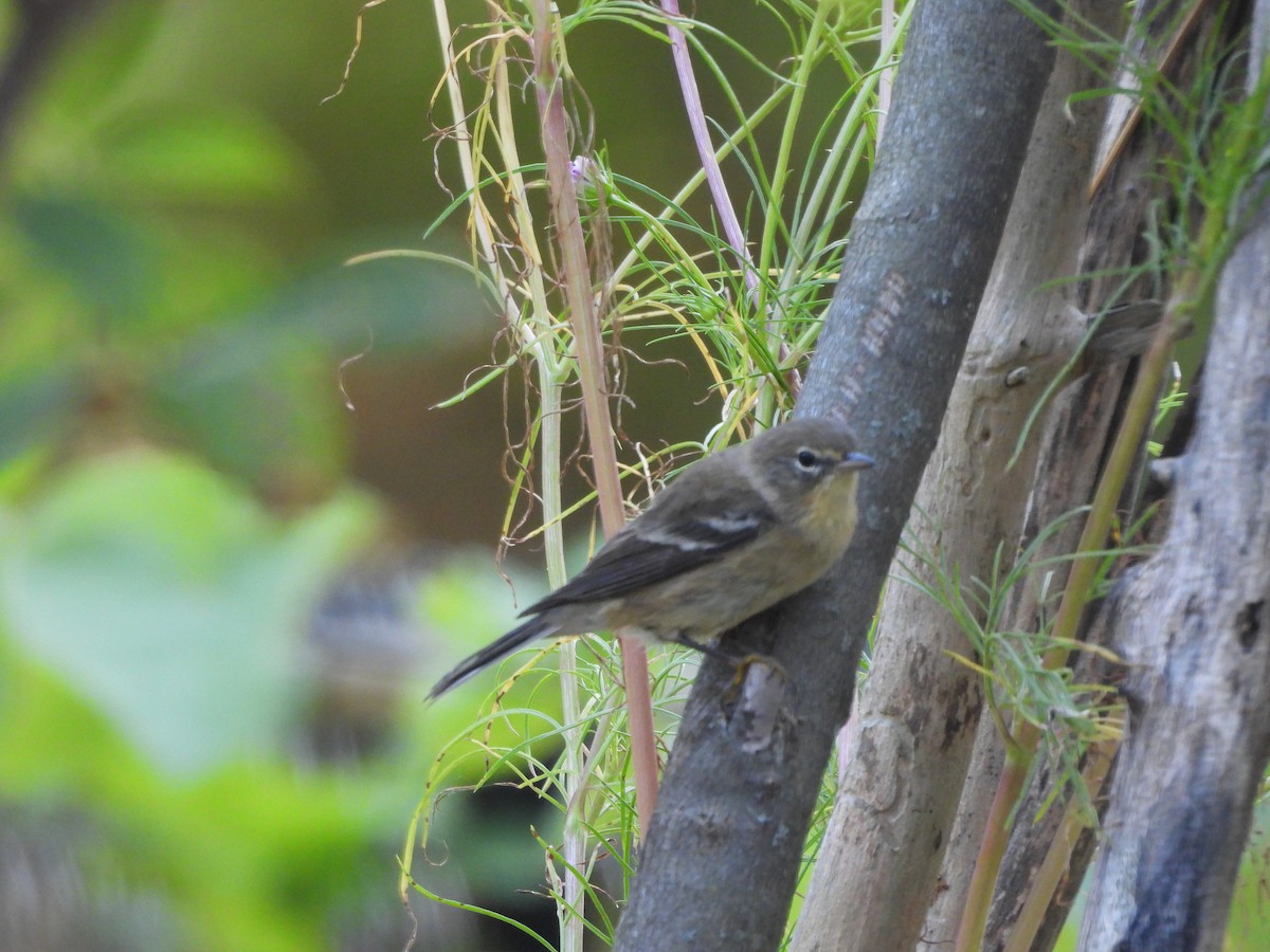 Pine Warbler - ML641934375