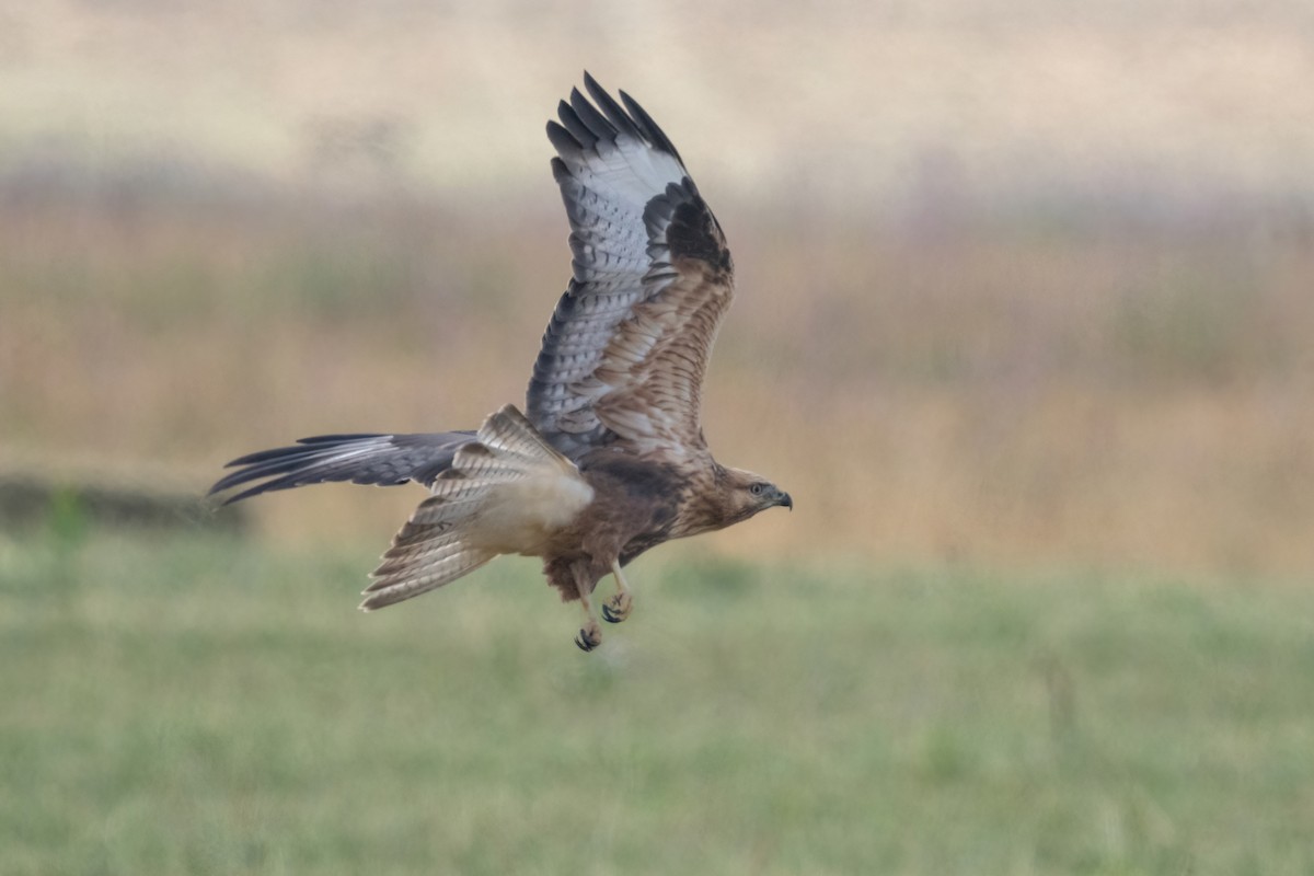 Long-legged Buzzard - ML641934392