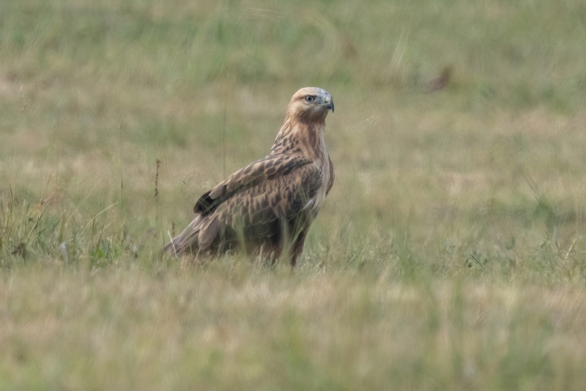 Long-legged Buzzard - ML641934393