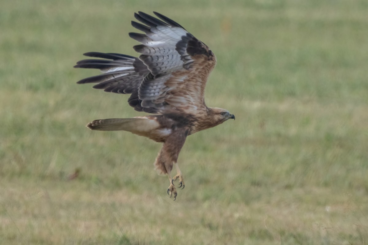 Long-legged Buzzard - ML641934394