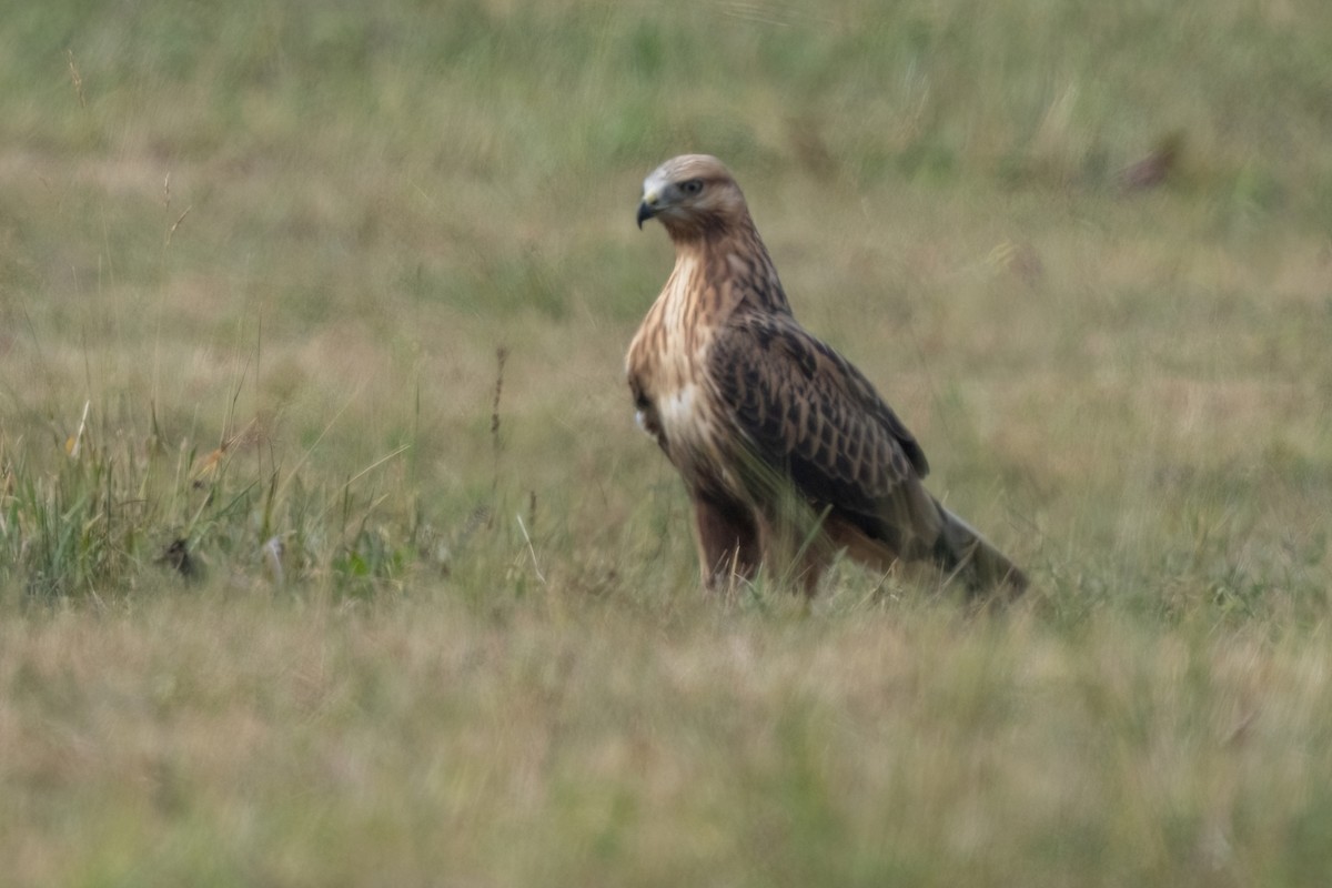 Long-legged Buzzard - ML641934395