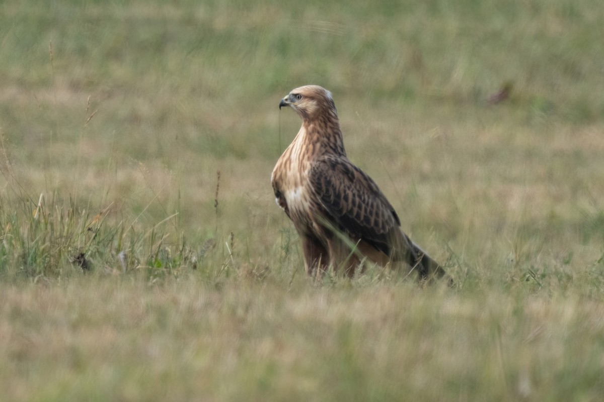 Long-legged Buzzard - ML641934396