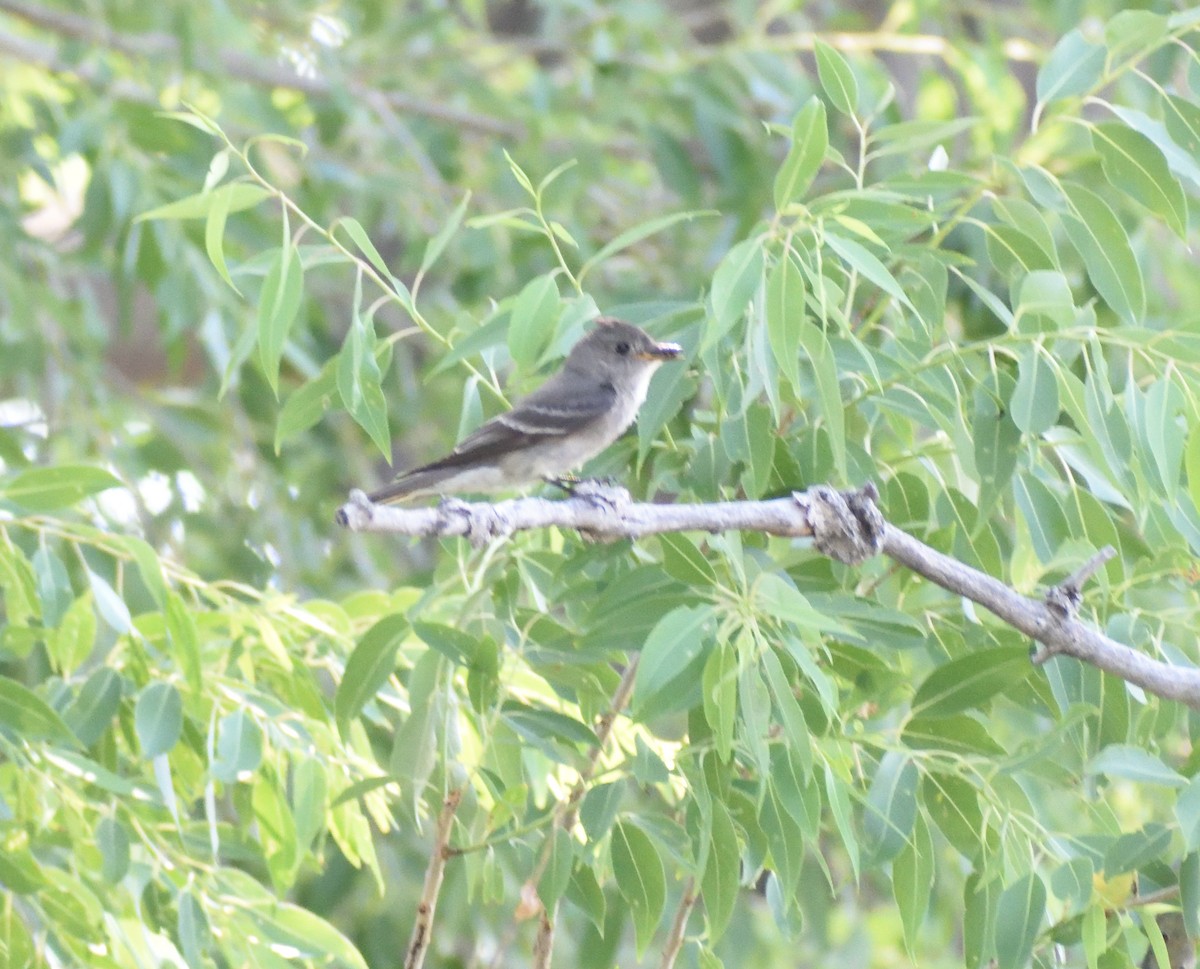 Western Wood-Pewee - ML641934419