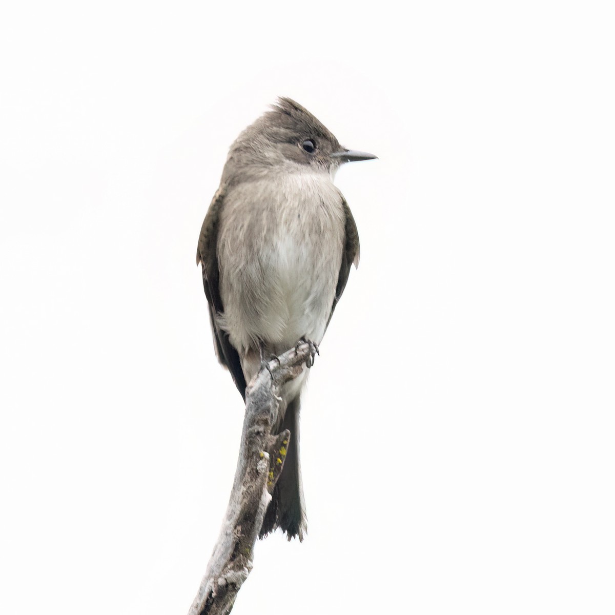 Western Wood-Pewee - ML641934420