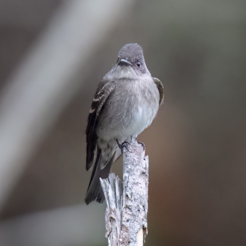 Western Wood-Pewee - ML641934421