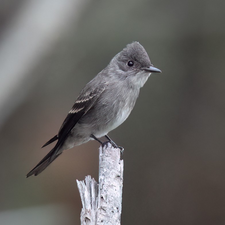 Western Wood-Pewee - ML641934422