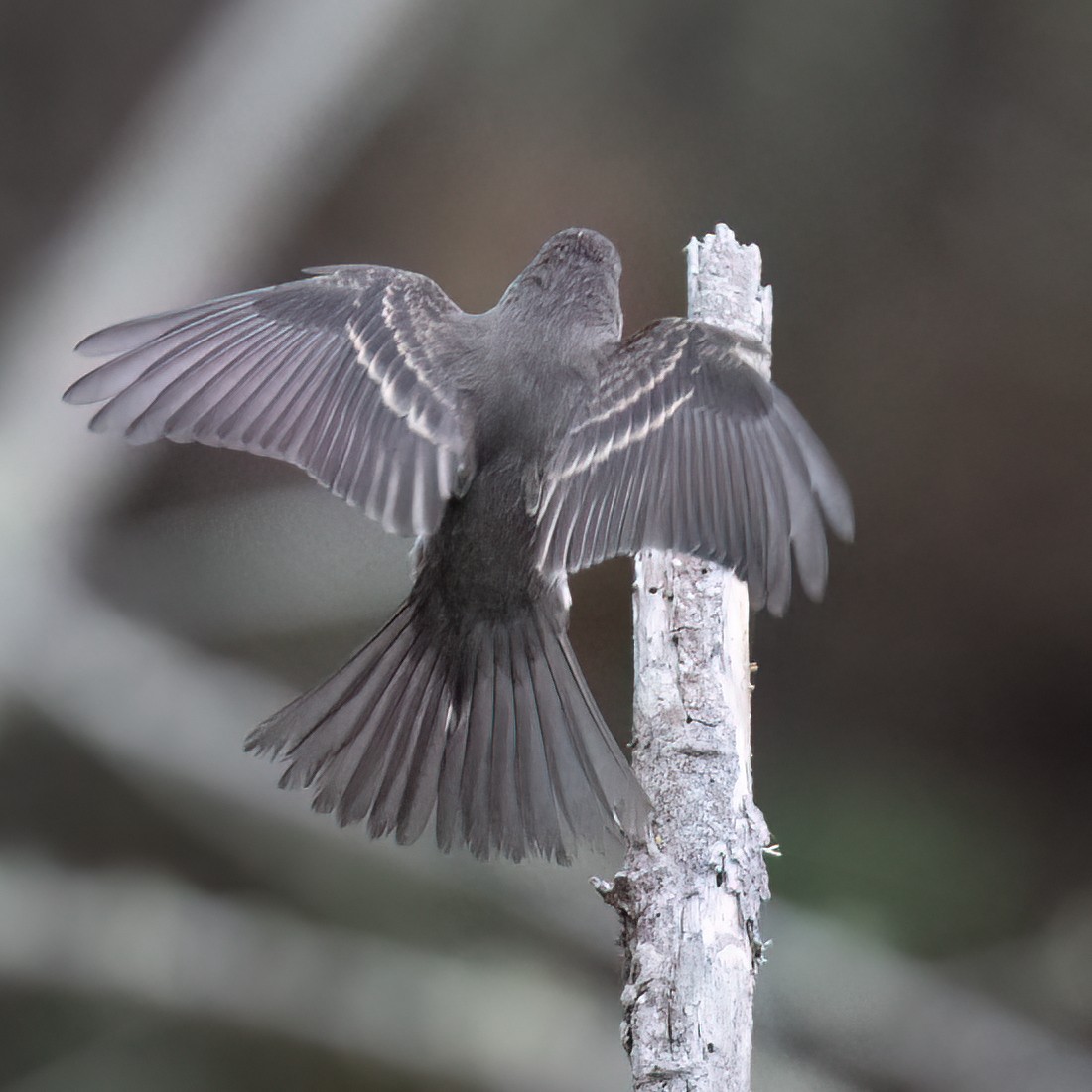Western Wood-Pewee - ML641934424