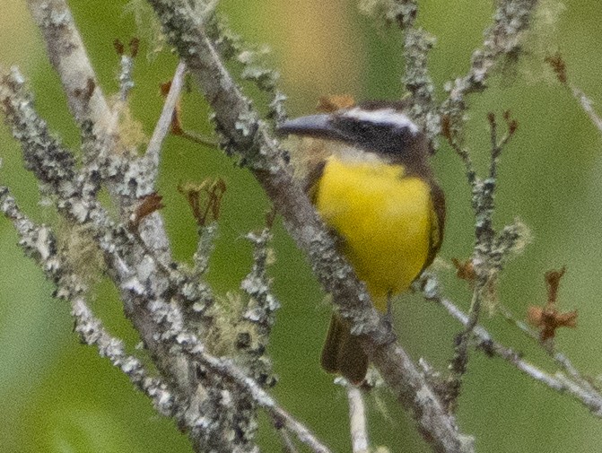 båtnebbtyrann - ML641934434