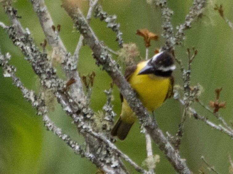 båtnebbtyrann - ML641934435
