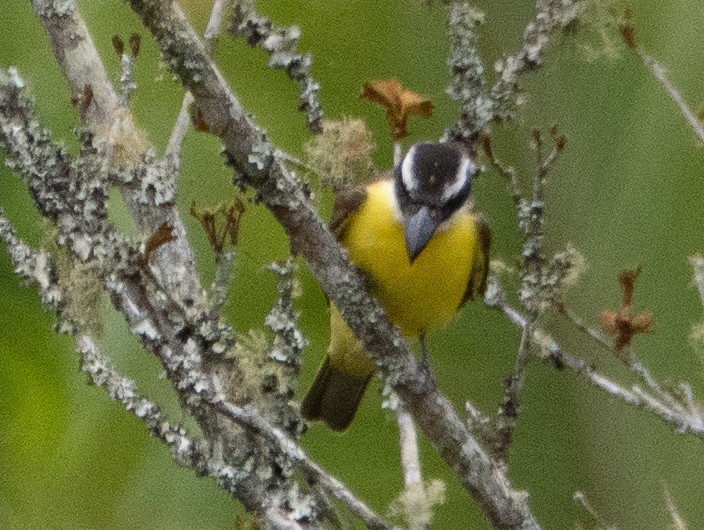 båtnebbtyrann - ML641934436