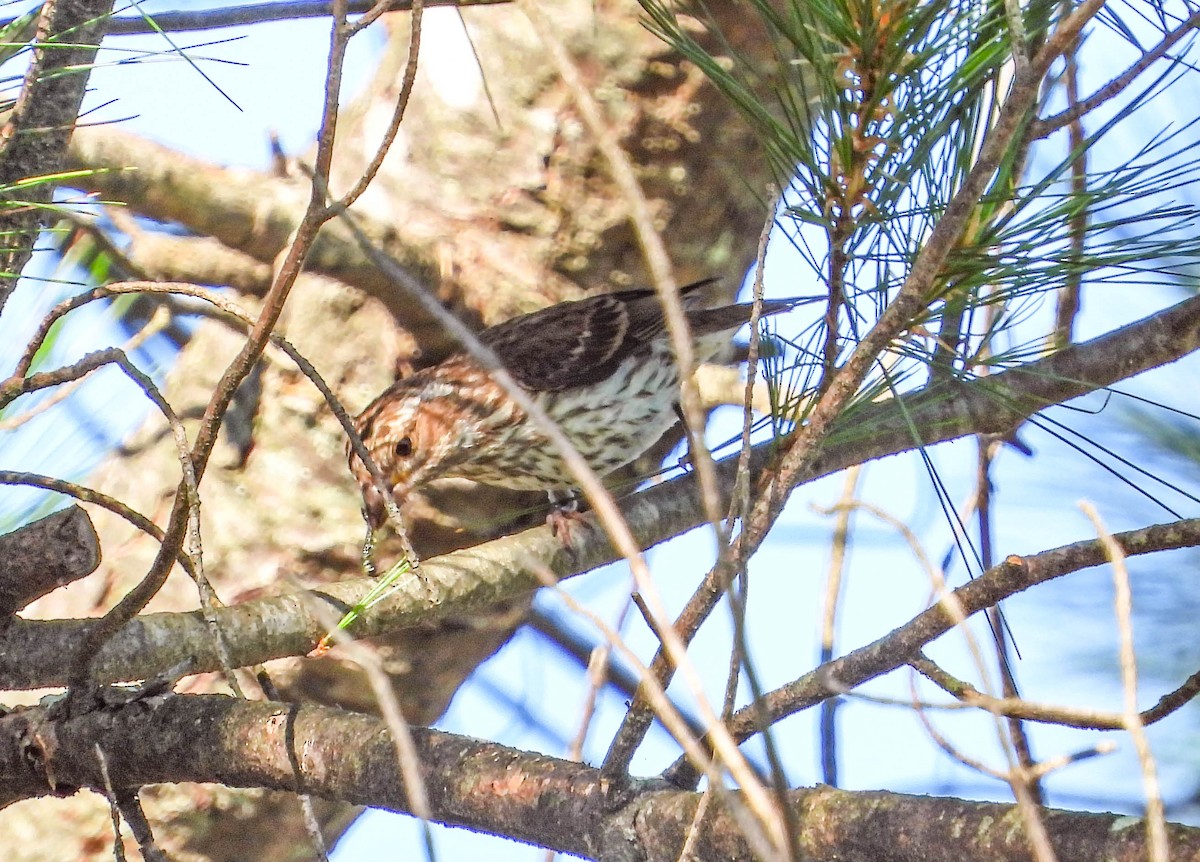 Purple Finch - ML641934460