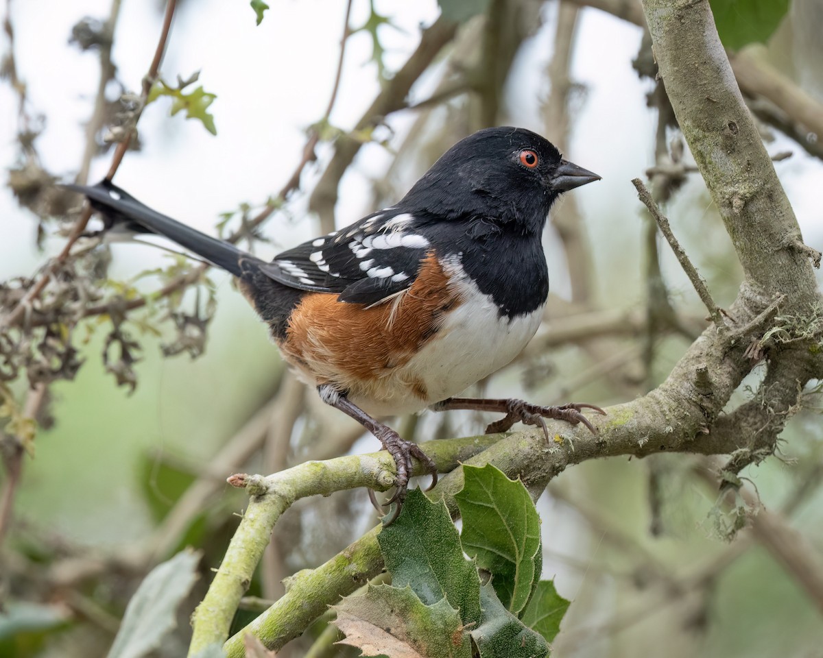 Spotted Towhee - ML641934463