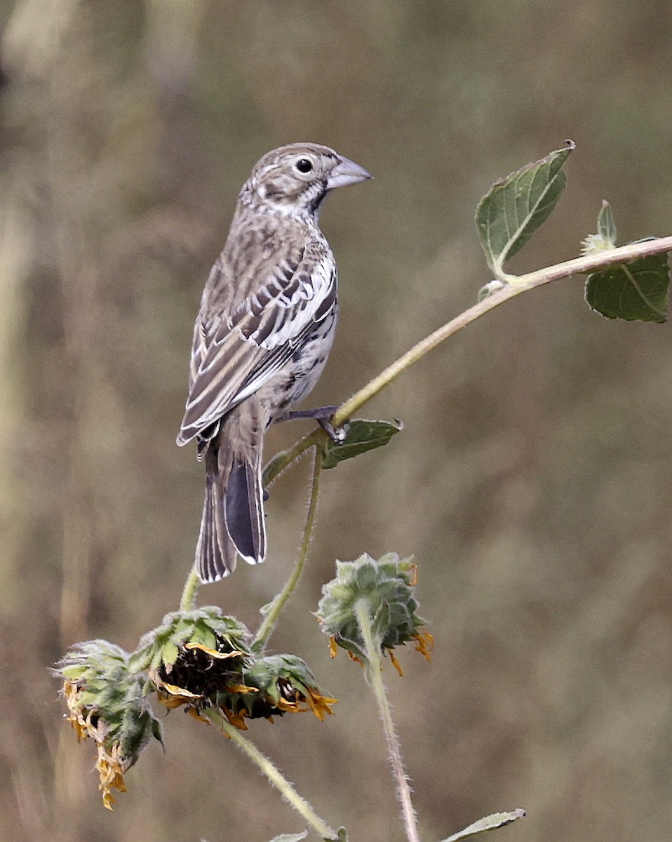 Lark Bunting - ML641934464
