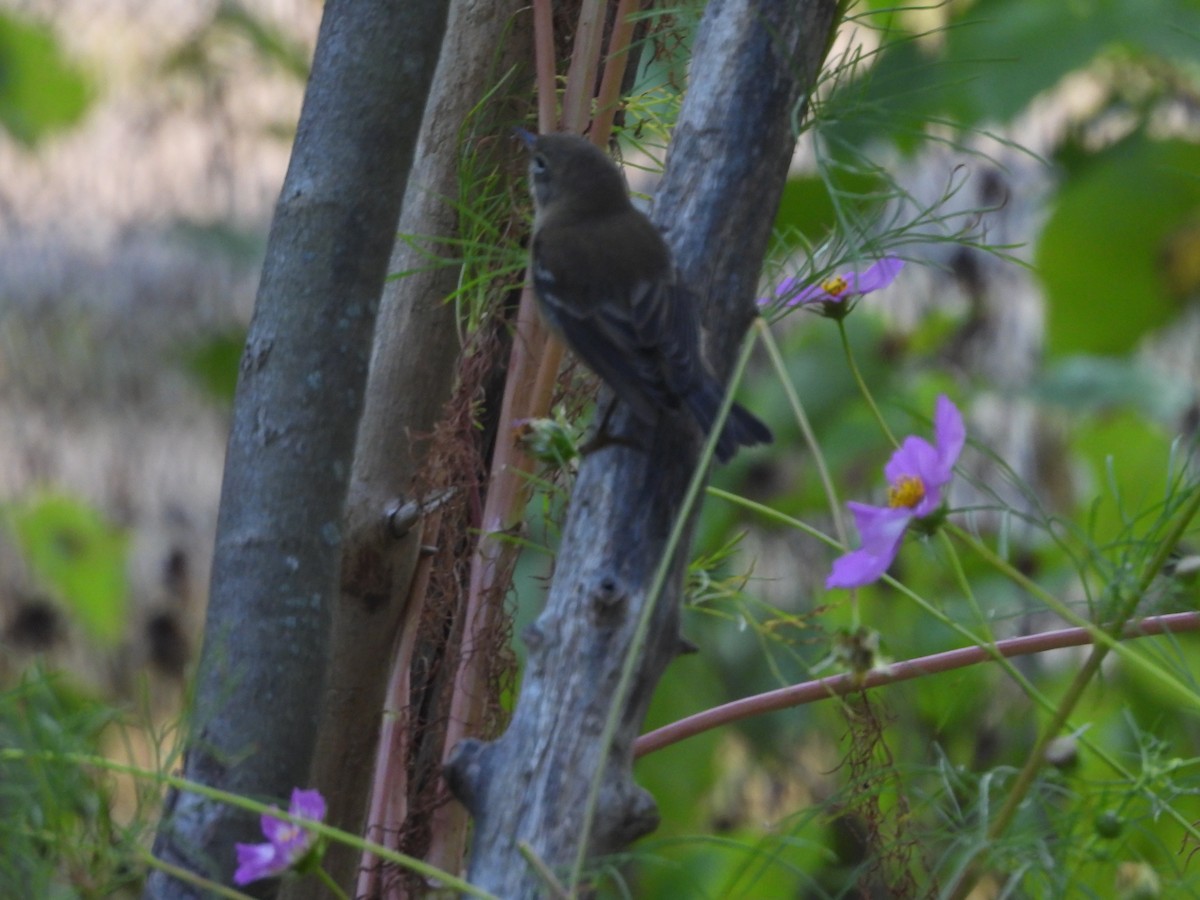 Pine Warbler - ML641934469