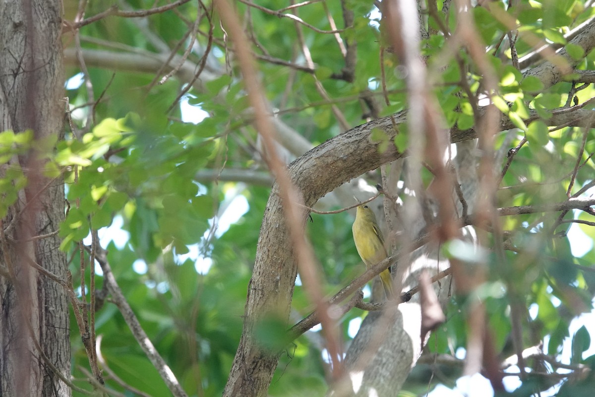 Yellow Warbler (Golden) - ML641934493