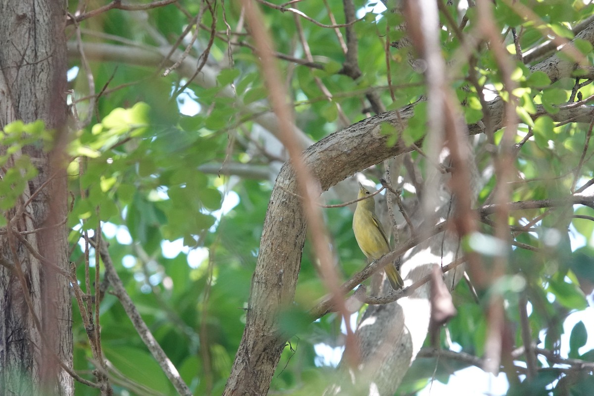 Yellow Warbler (Golden) - ML641934498