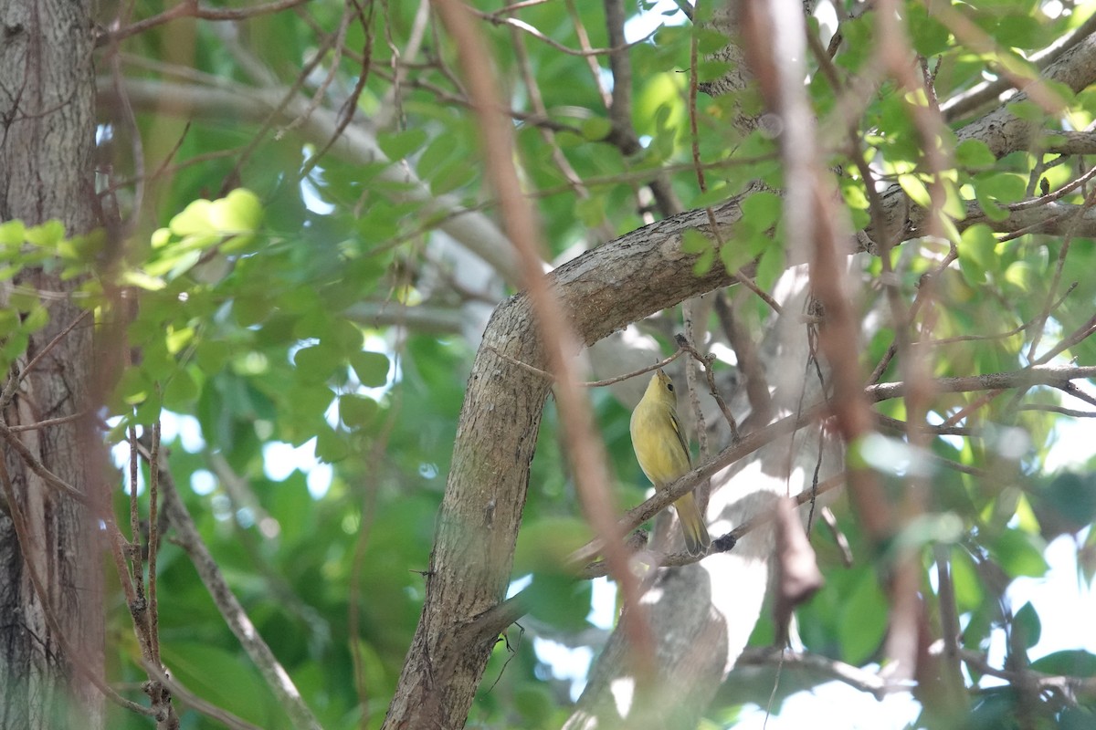 Yellow Warbler (Golden) - ML641934504