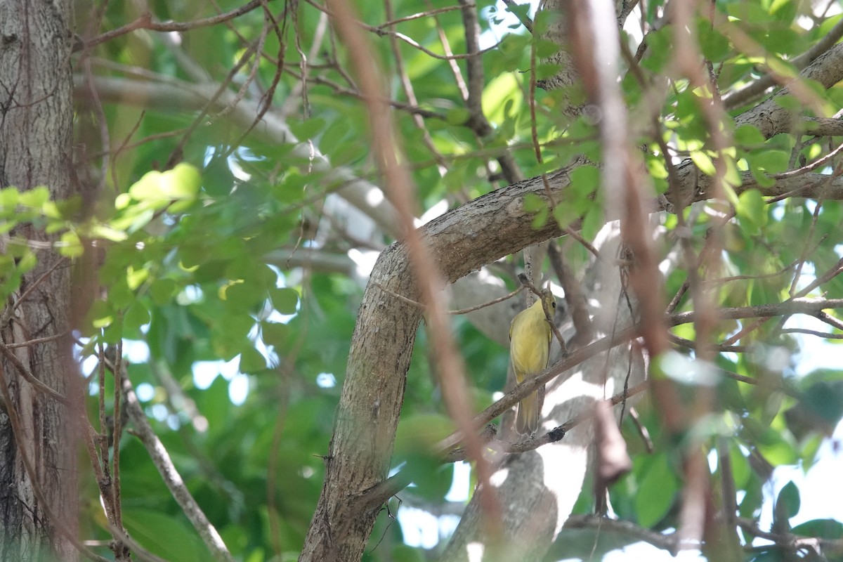 Yellow Warbler (Golden) - ML641934510