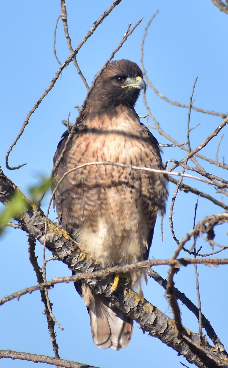 Red-tailed Hawk - ML641934542