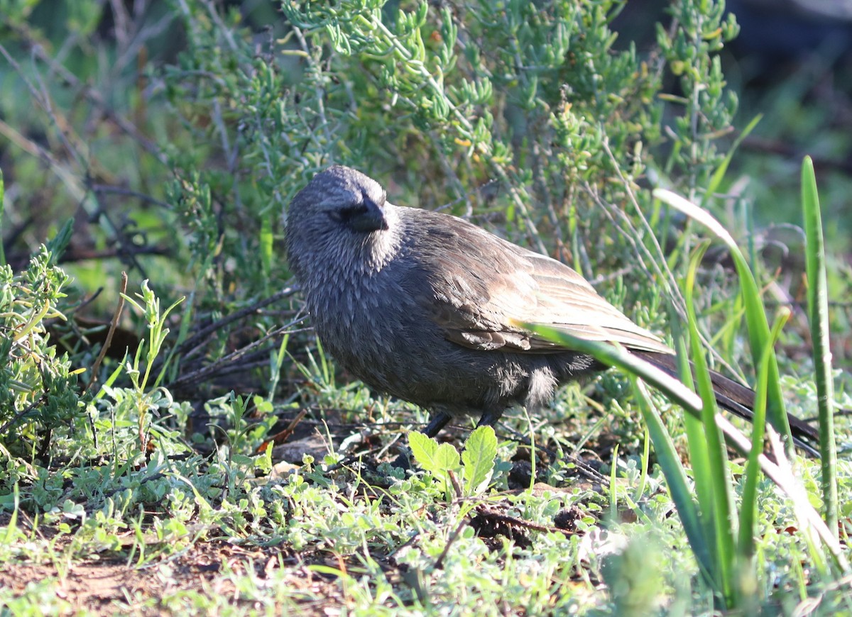 Apostlebird - ML641934556
