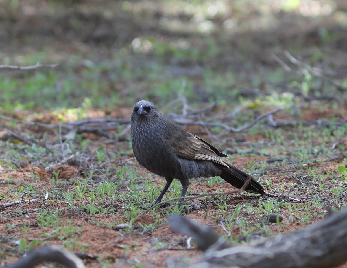 Apostlebird - ML641934557