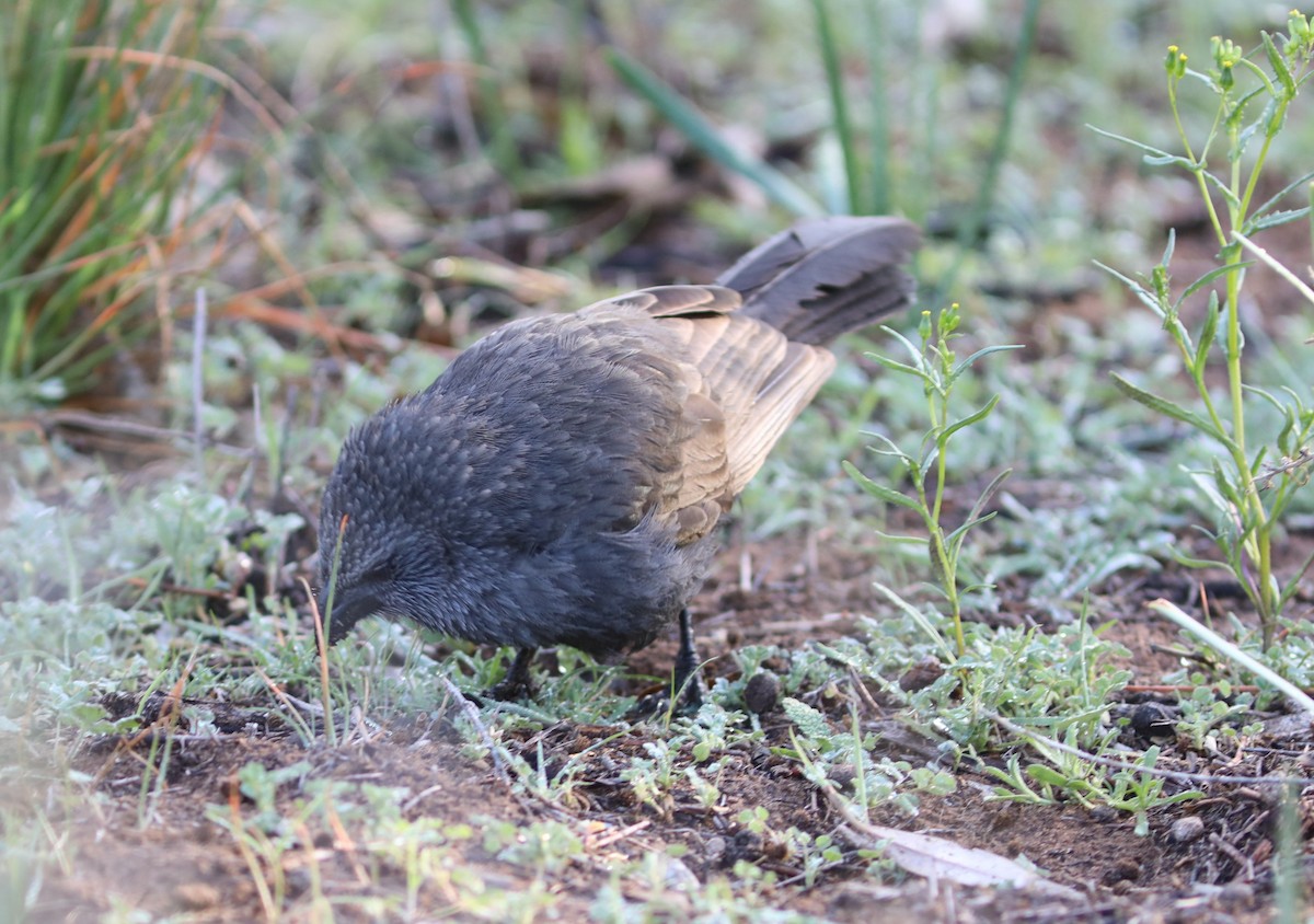 Apostlebird - ML641934558