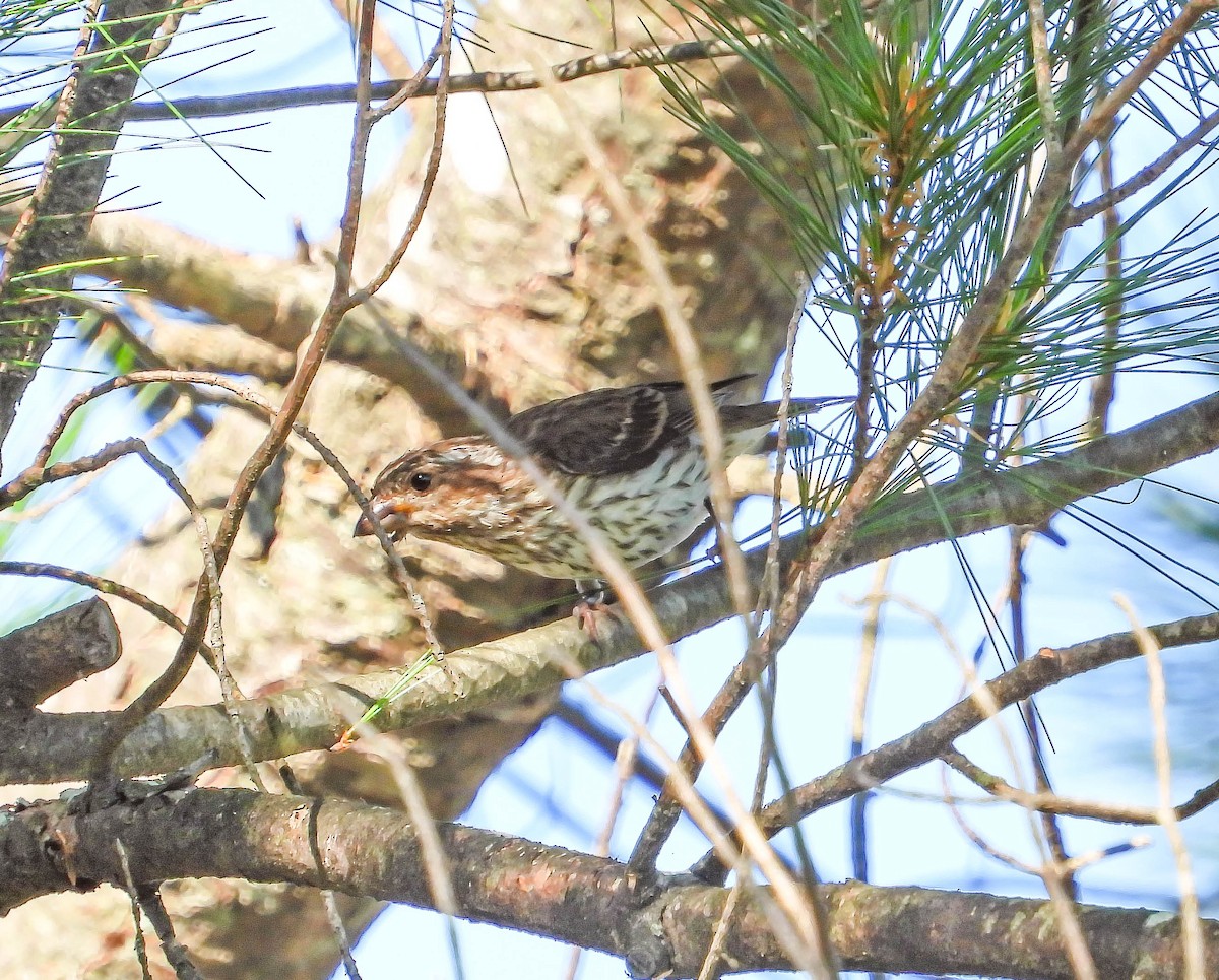 Purple Finch - ML641934620