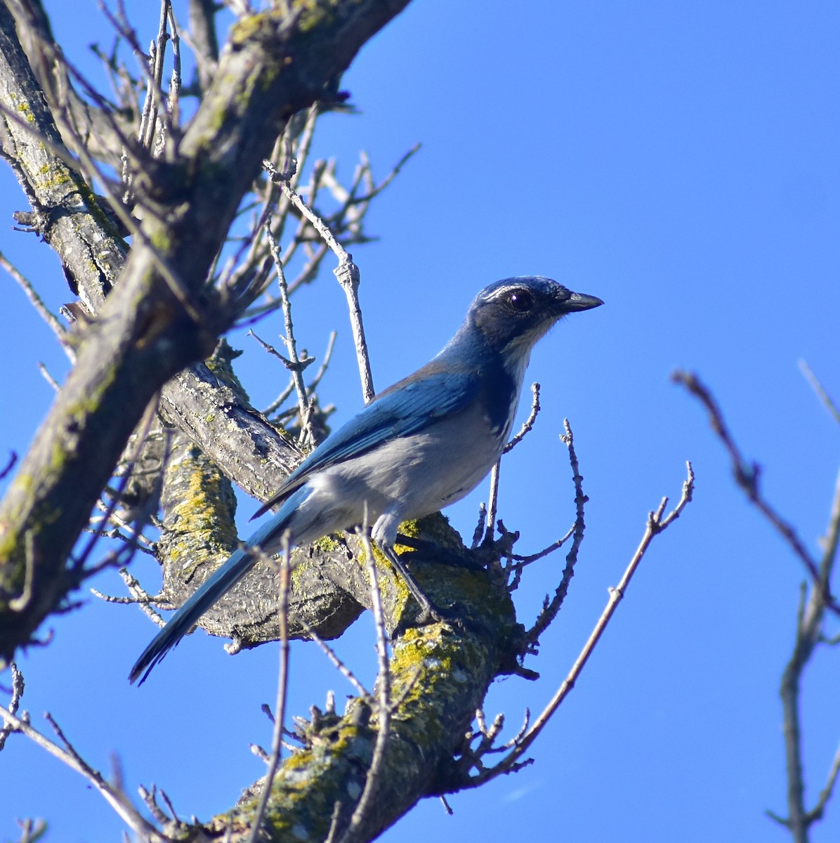 California Scrub-Jay - ML641934628