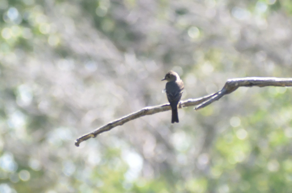 Western Wood-Pewee - ML641934636