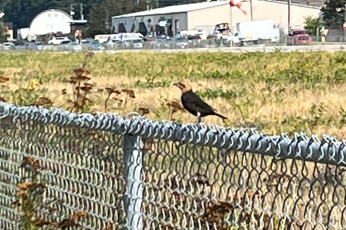 Yellow-headed Blackbird - ML641934682