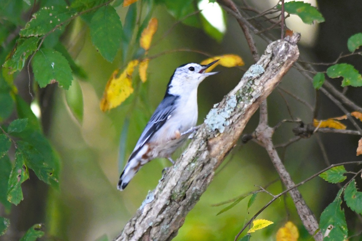 White-breasted Nuthatch - ML641934688