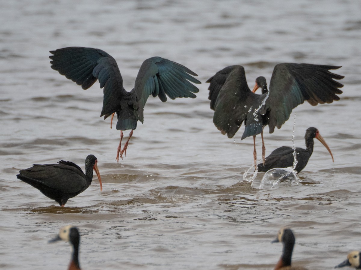 Ibis Afeitado - ML641934703