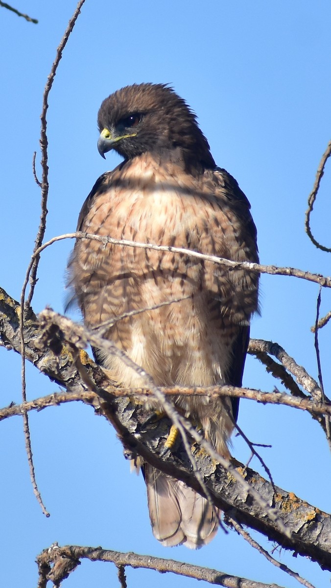 Red-tailed Hawk - ML641934704