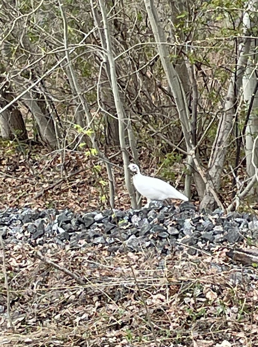 Willow Ptarmigan - ML641934709