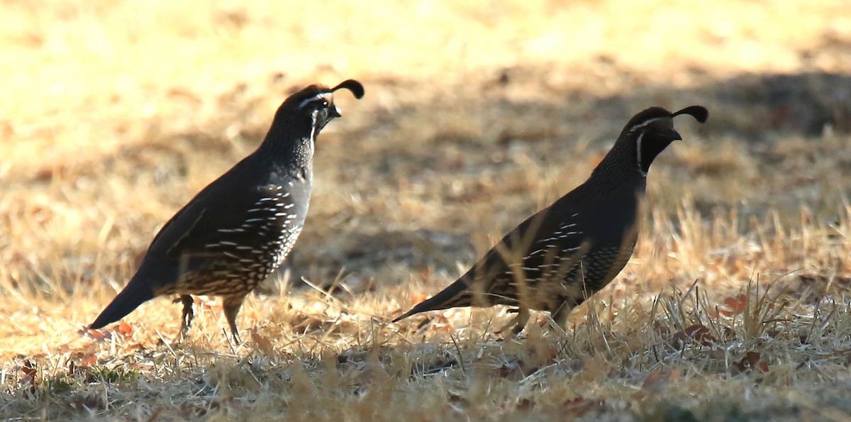 California Quail - ML641934745